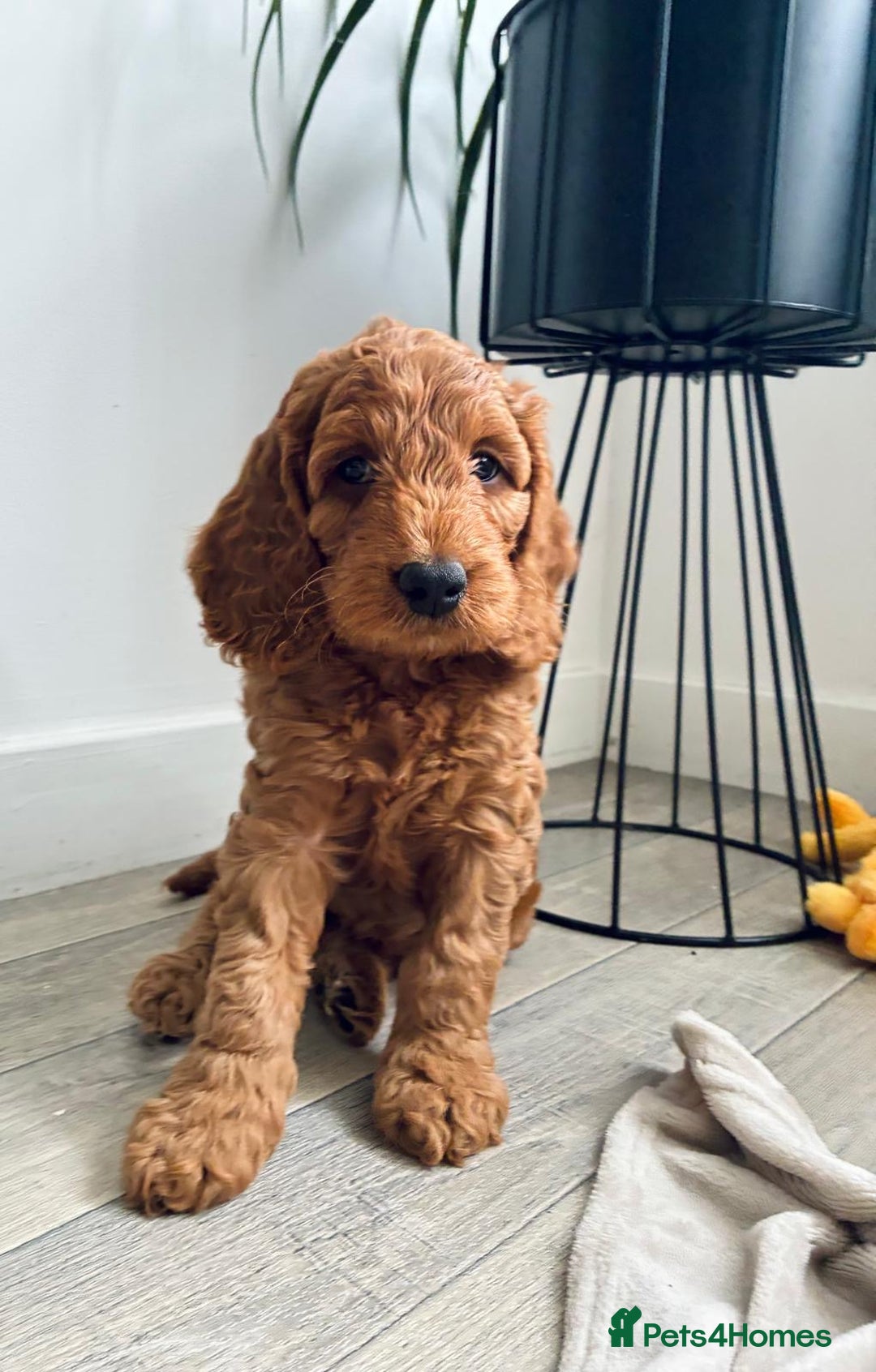 Cockapoo dogs for sale: Westcraigs Cockapoos - Image 12