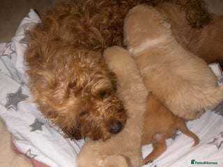 Mixed Breed dogs Puppies - Advert 1