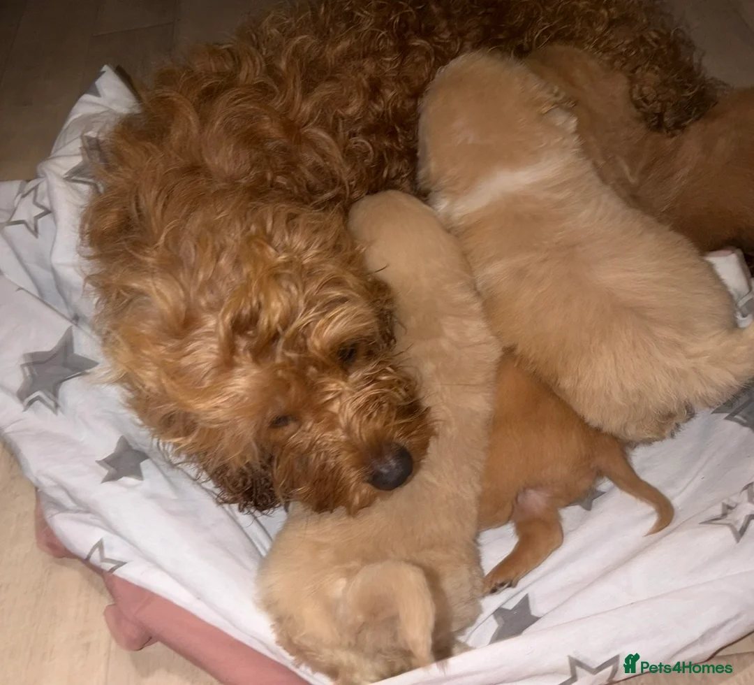 Mixed Breed dogs for sale: Puppies  - Advert 1
