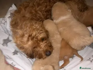 Mixed Breed dogs Puppies - Advert 16