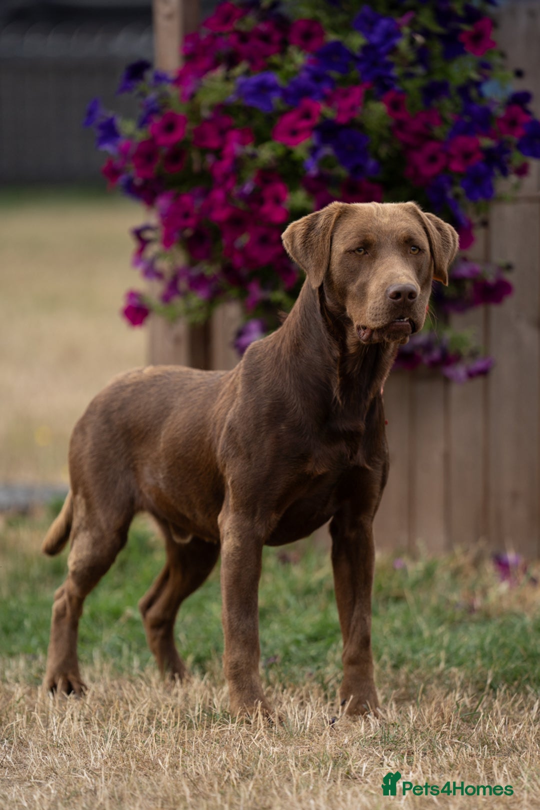 Labrador Retriever dogs for stud: KC Reg Chocolate Stud, 0/0 Hips & FTCH Pedigree in March - Advert 8