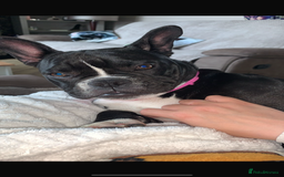 Mixed Breed dogs for sale: Old tyme cross French bulldog  - Image 1