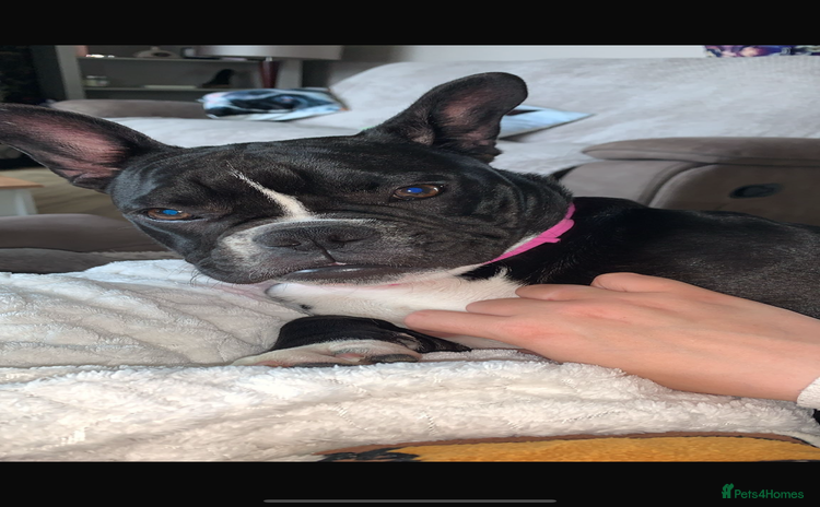 Mixed Breed dogs - Advert 1