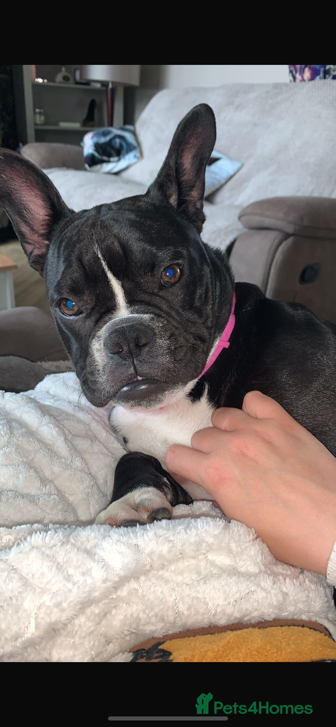 Mixed Breed dogs for sale: Old tyme cross French bulldog  - Image 1