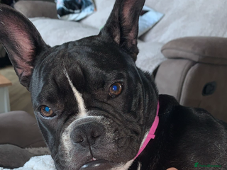 Mixed Breed dogs - Advert 1