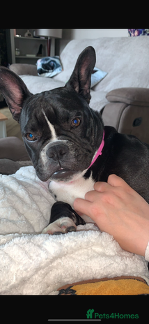 Mixed Breed dogs - Advert 1