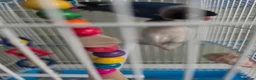 Mixed Breed birds for sale: Kakariki/ love birds  - Advert 10