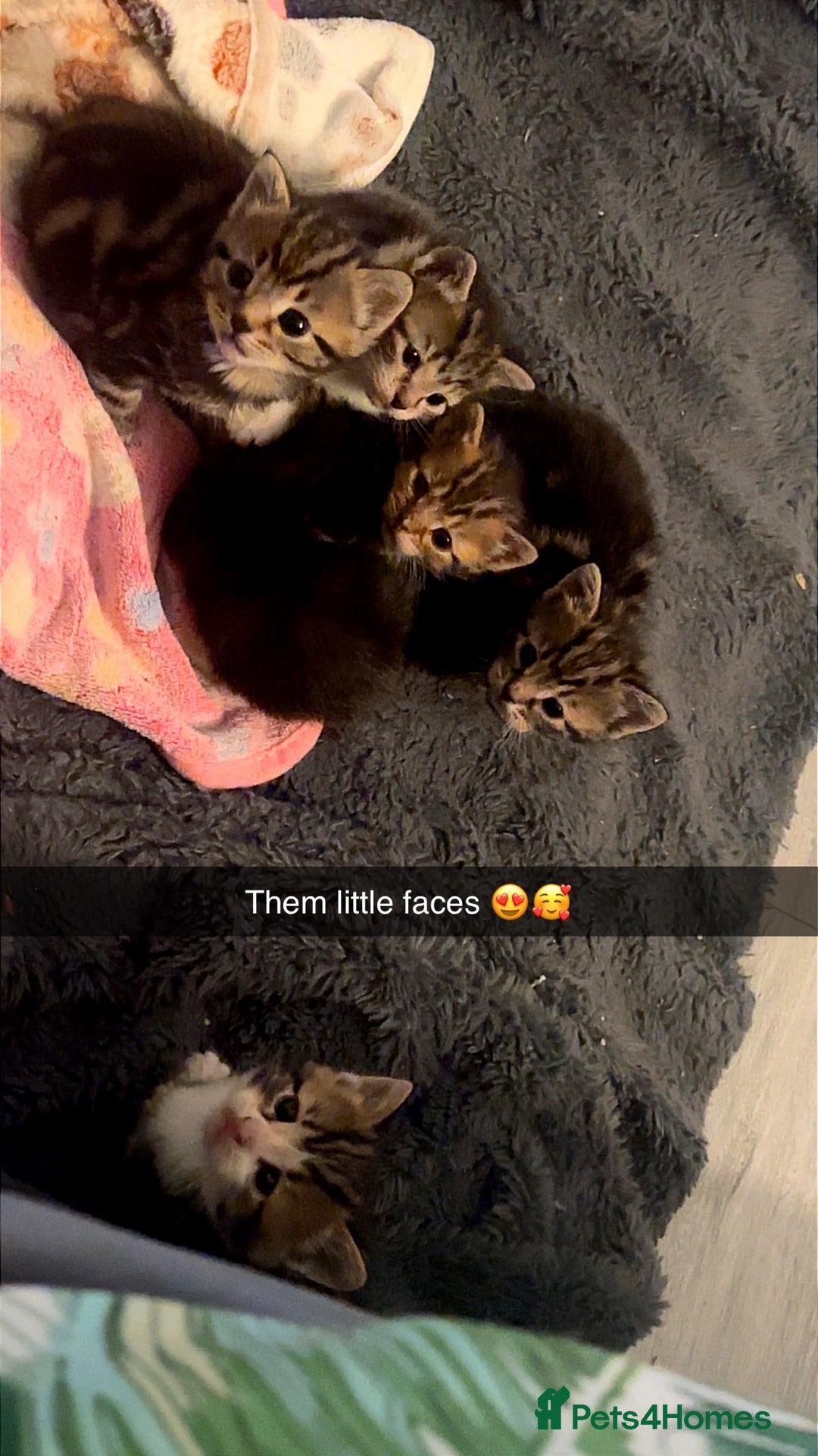 Bengal cats for sale: 6 beautiful bengal cross babies needing homes  - Advert 7