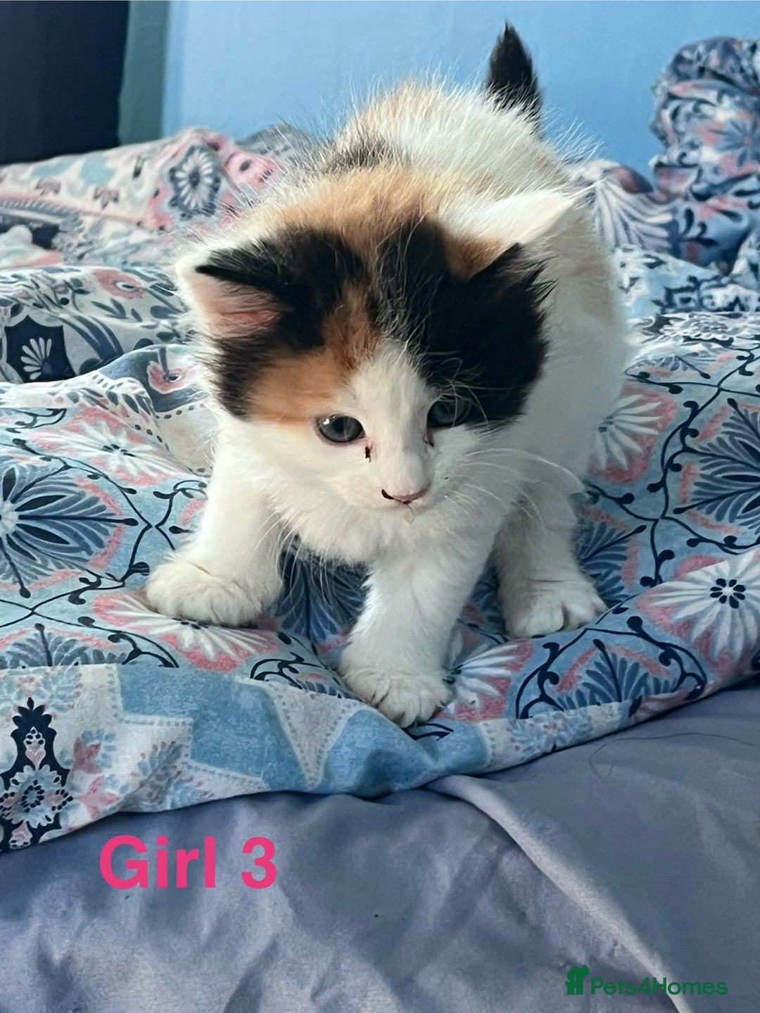 Mixed Breed cats for sale: Mixed calico litter  - Image 3