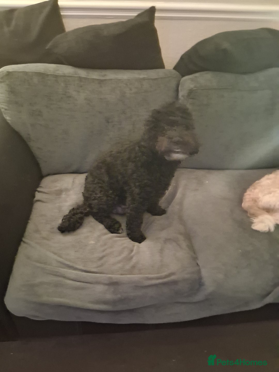 Mixed Breed dogs for sale: Cockapoo/Shitzu Puppies for sale  - Advert 5