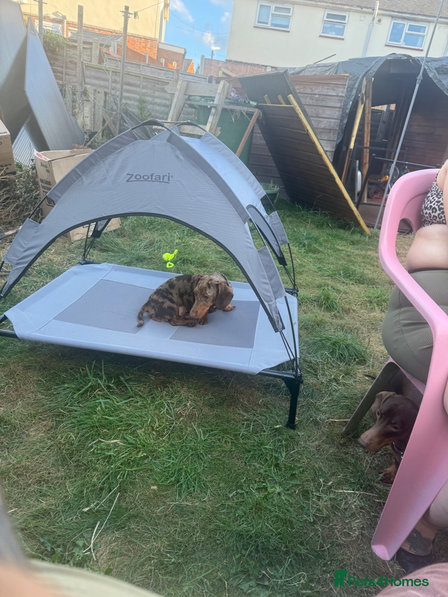 Miniature Dachshund dogs Miniature dachshund puppies plz read description  - Advert 1