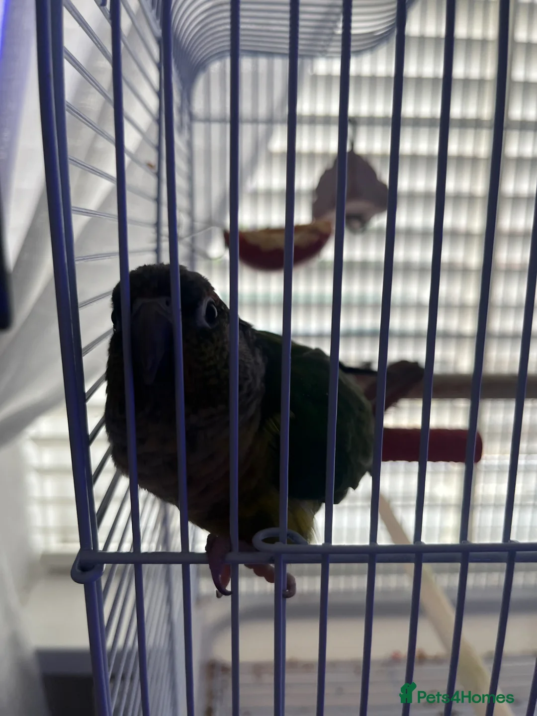 Conures birds for sale: Green Cheeked Conure talking - Advert 2
