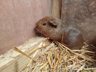Guinea Pig rodents - Advert 3