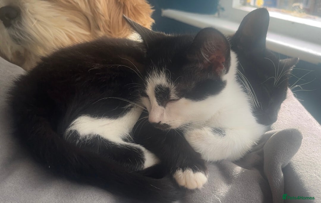 American Shorthair cats for sale: Beautiful black and white kittens  - Image 1