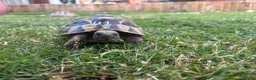 Hermann Tortoise reptiles for sale: Various Ages of Hermann Tortoises in Bridgwater - Advert 13