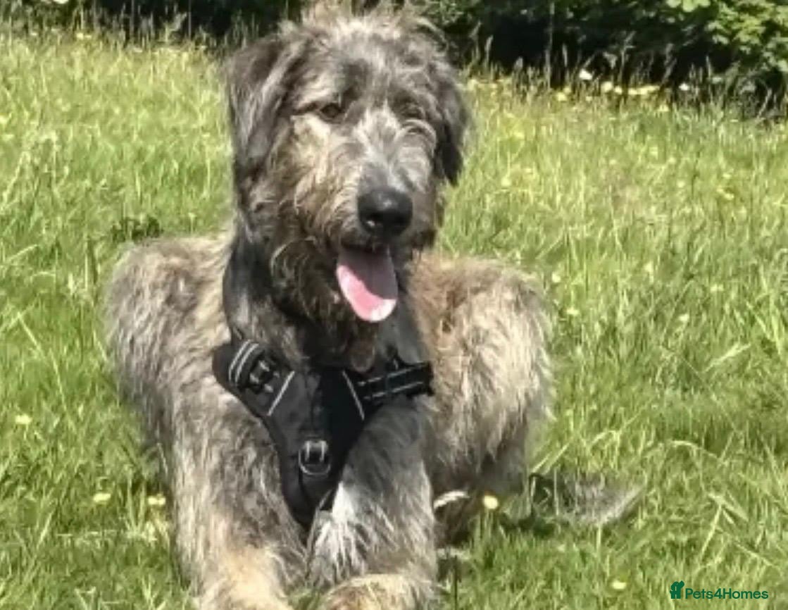 Irish Wolfhound dogs Mr Jack Rafferty  - Advert 10