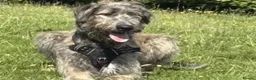 Irish Wolfhound dogs for stud: Mr Jack Rafferty  - Advert 1