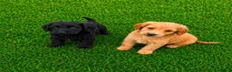 Cockapoo dogs for sale: 2 Cockapoo puppies for sale  in London - Advert 4