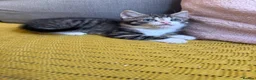 Mixed Breed cats for sale: Friendly kittens  - Advert 12