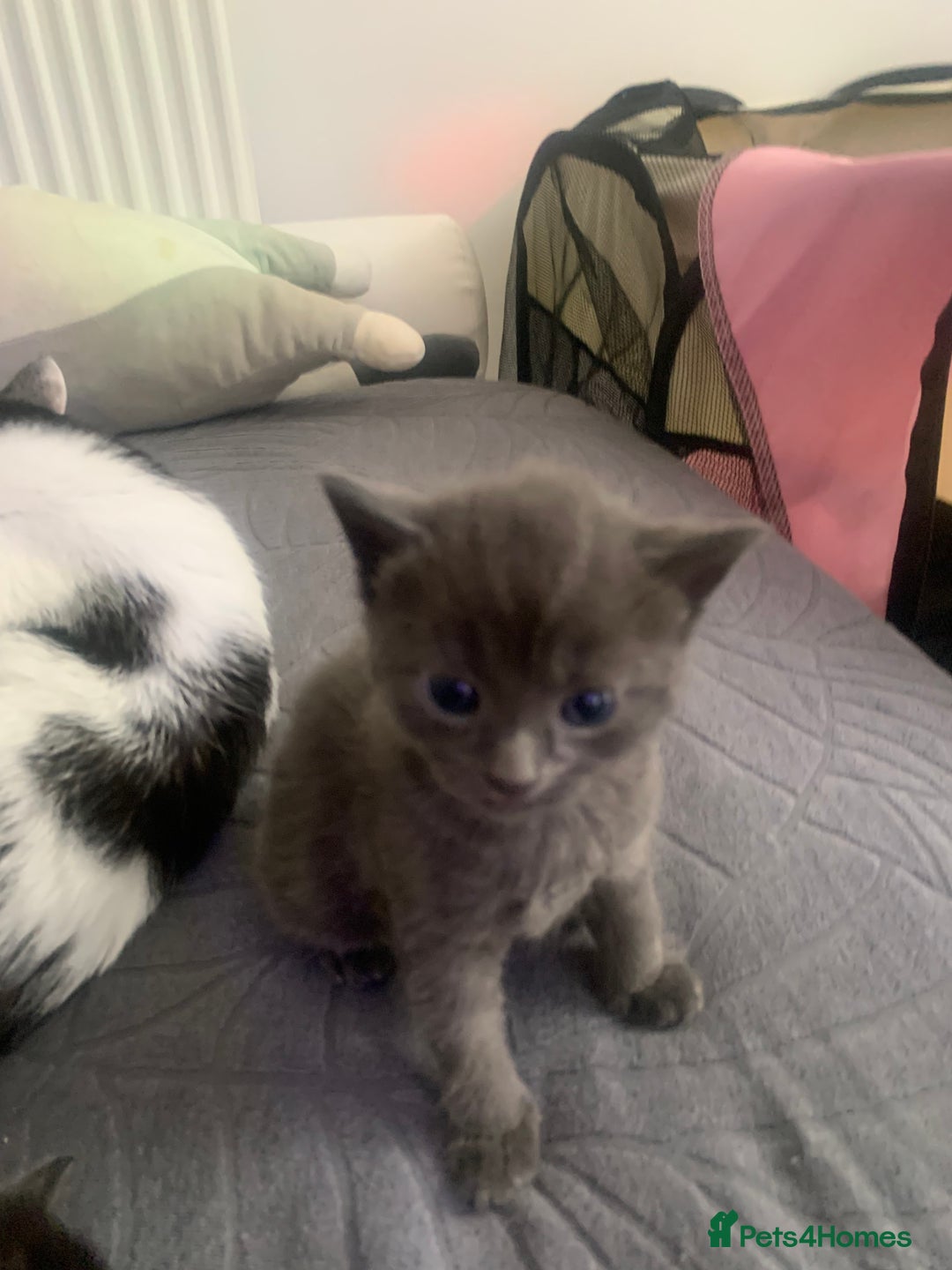 Domestic Shorthair cats for sale: 5 gorgeous kittens 🐈‍⬛  - Advert 11