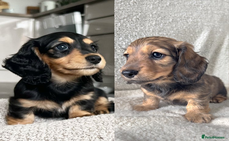 Miniature Dachshund dogs - Advert 6