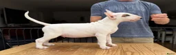 Bull Terrier dogs for sale: Healthy, happy, friendly trained 5-mo BT puppy boy - Advert 5