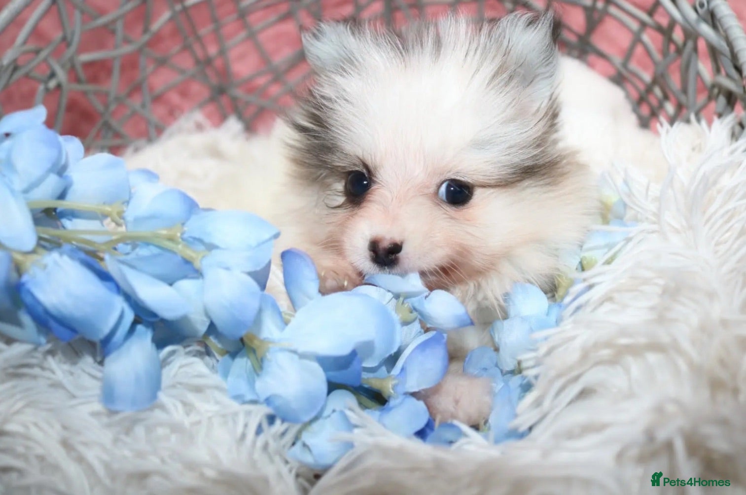 Pomsky dogs Pomsky Puppies - Advert 17