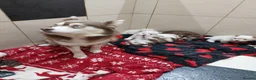 Pomsky dogs for sale: Pomsky Puppy's  in Liverpool - Advert 1