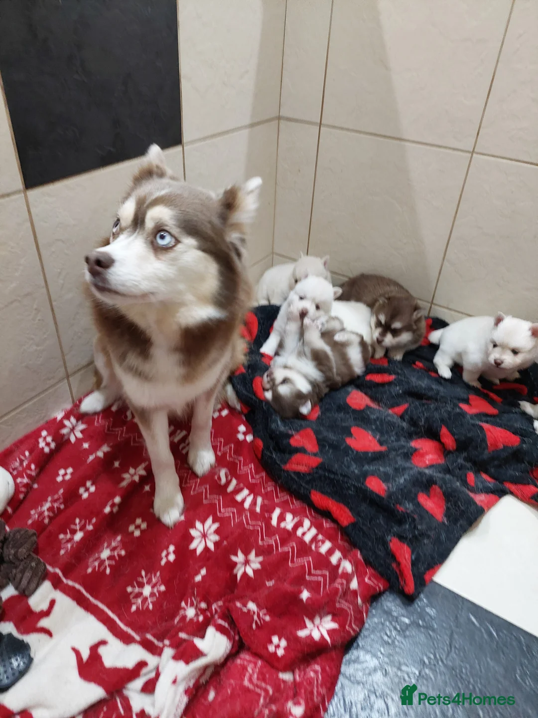 Pomsky dogs for sale: Pomsky Puppy's  in Liverpool - Advert 1