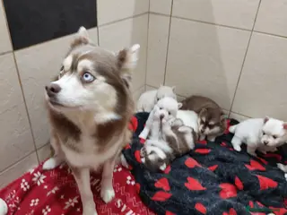 Pomsky dogs Pomsky Puppy's - Advert 6