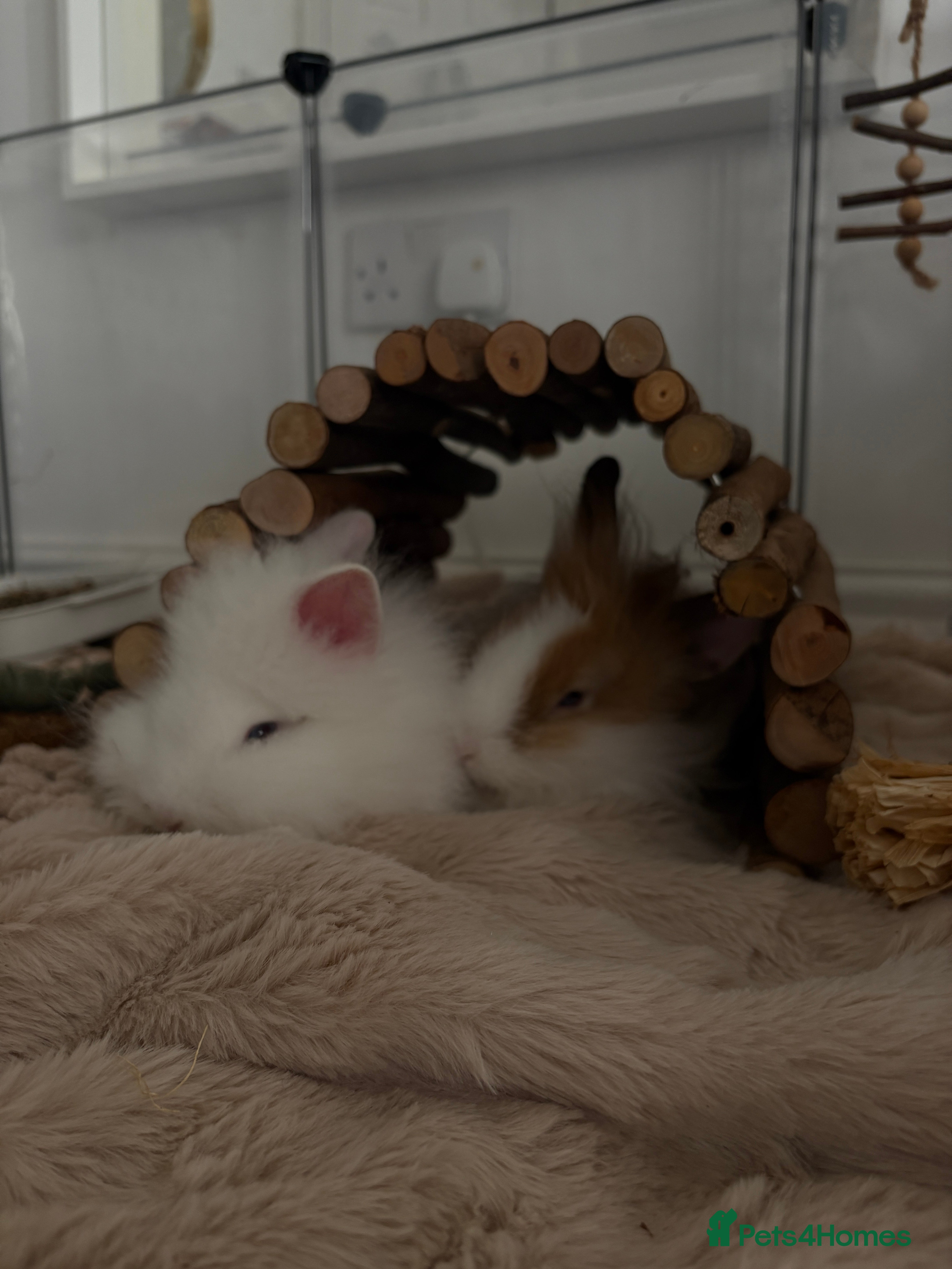 Lionhead rabbits two friendly lionhead rabbits   - Advert 7