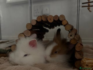 Lionhead rabbits - Advert 13