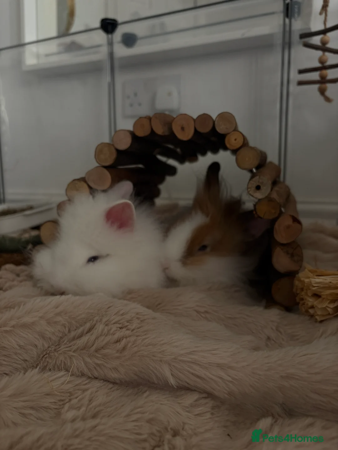 Lionhead rabbits for sale: two friendly lionhead rabbits   - Advert 1