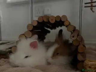 Lionhead rabbits two friendly lionhead rabbits - Advert 12