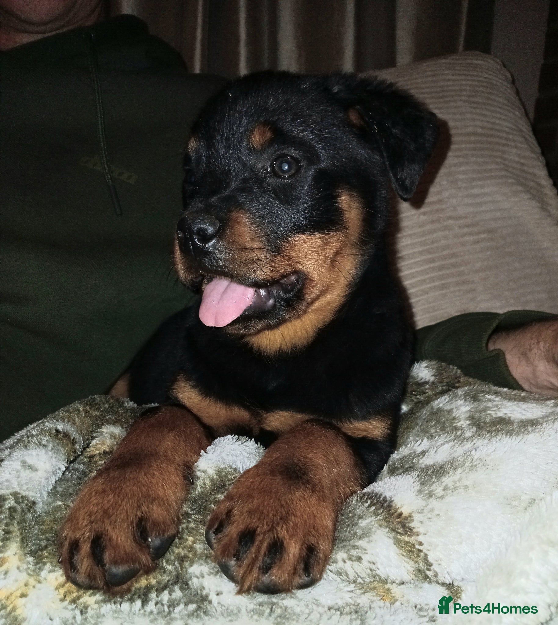 Rottweiler dogs 11 week old rottweiler bitch for sale £900 - Advert 1