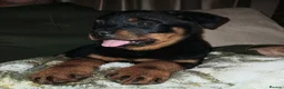 Rottweiler dogs for sale: 11 week old rottweiler bitch for sale £900 in Wakefield - Advert 1