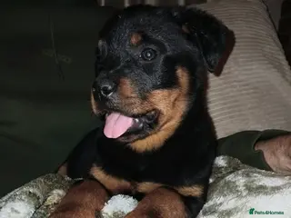 Rottweiler dogs 11 week old rottweiler bitch for sale £900 - Advert 1
