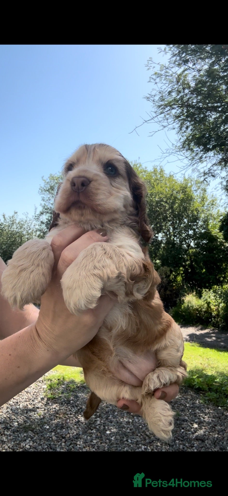Cocker Spaniel dogs KC Registered Sable Show cocker spaniels  - Advert 1