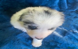 Border Collie dogs for sale: Gorgeous Long Haired Blue Merle Girl and Boy Pups - Image 5