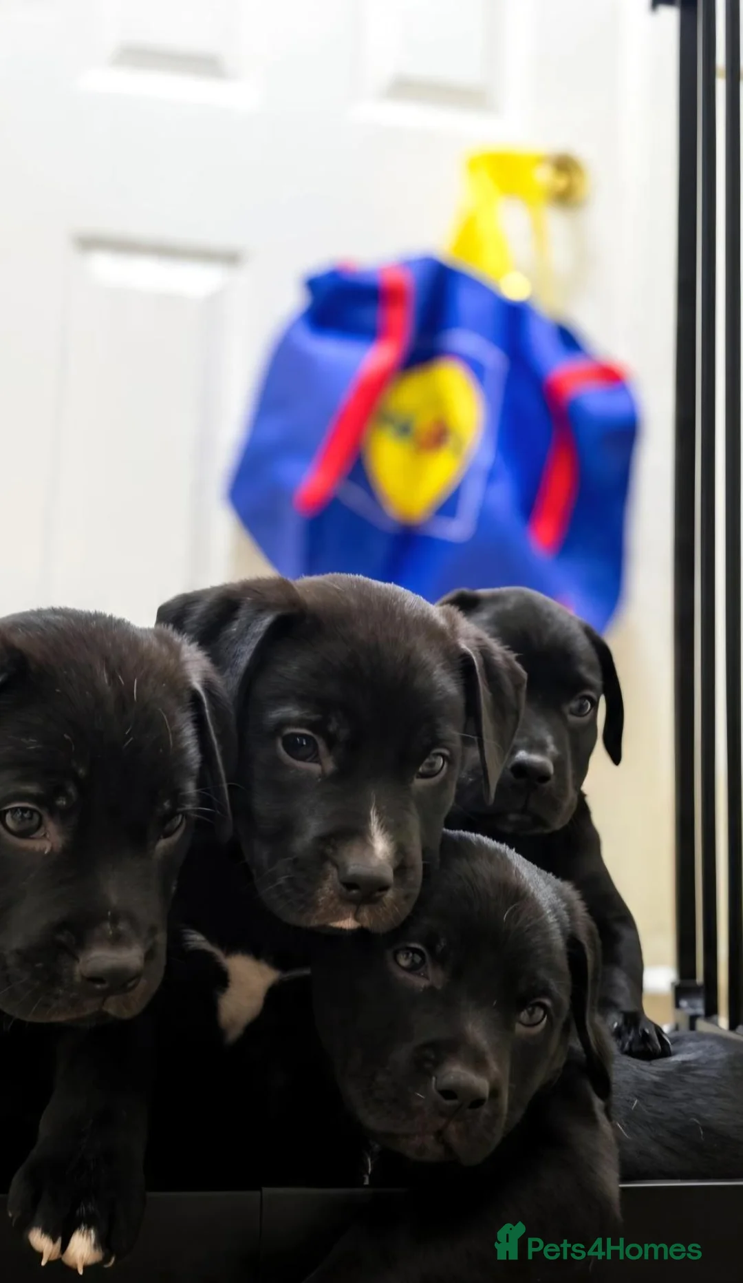 Mixed Breed dogs for sale: Labrastaff puppies for sale  - Advert 2