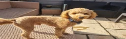 Toy Poodle dogs for stud: Toy Poodle for Stud - Advert 5
