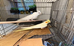 Cockatiels birds for sale: Breeding pair  - Image 1
