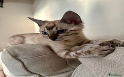 Bengal cats for sale: Bengal kitten (Tica Registered) - Image 2