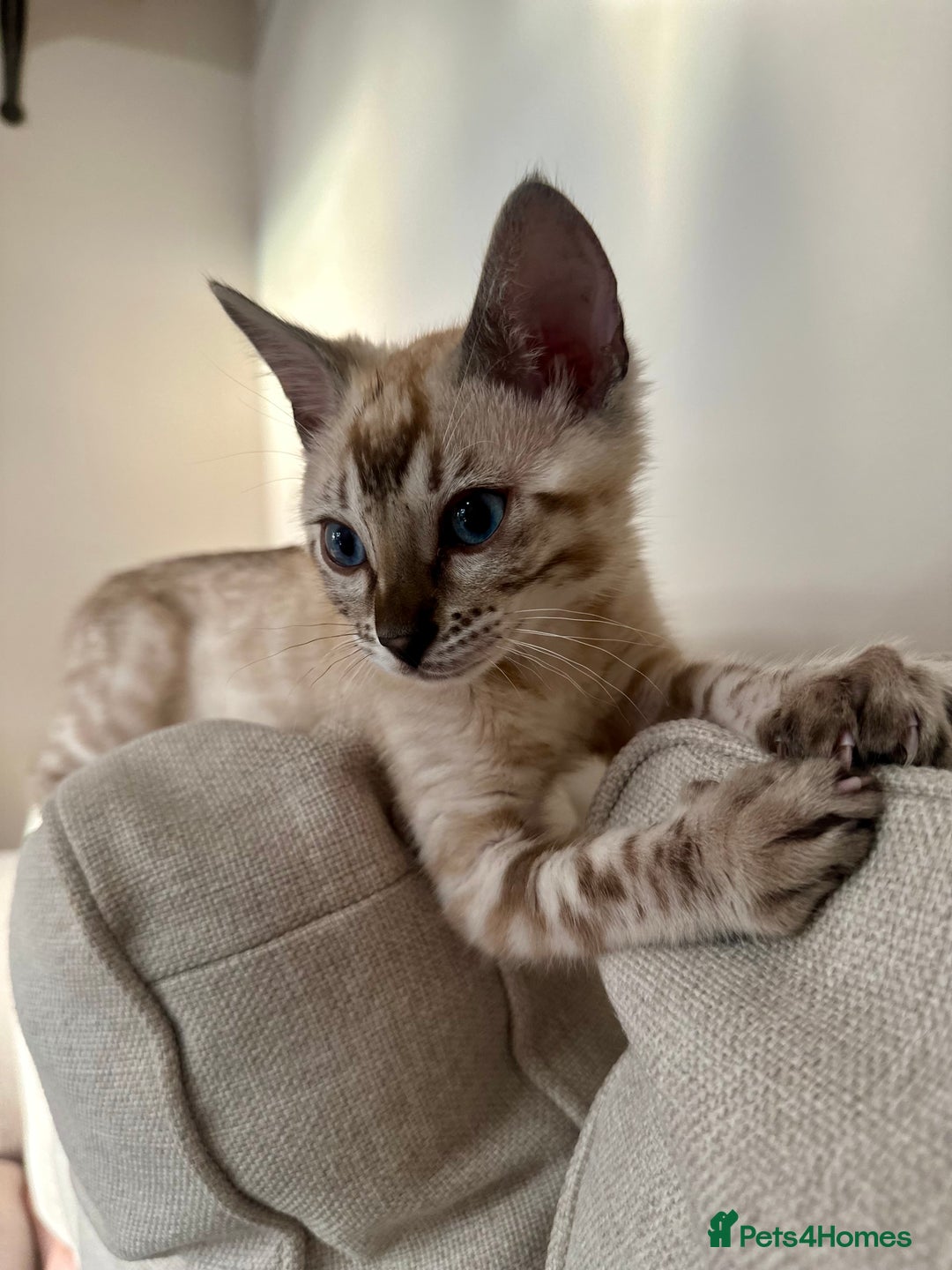 Bengal cats for sale: Bengal kitten (Tica Registered) - Image 2