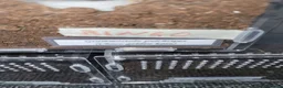 Spiders invertebrates for sale: 13 tarantulas  in Gainsborough - Advert 13