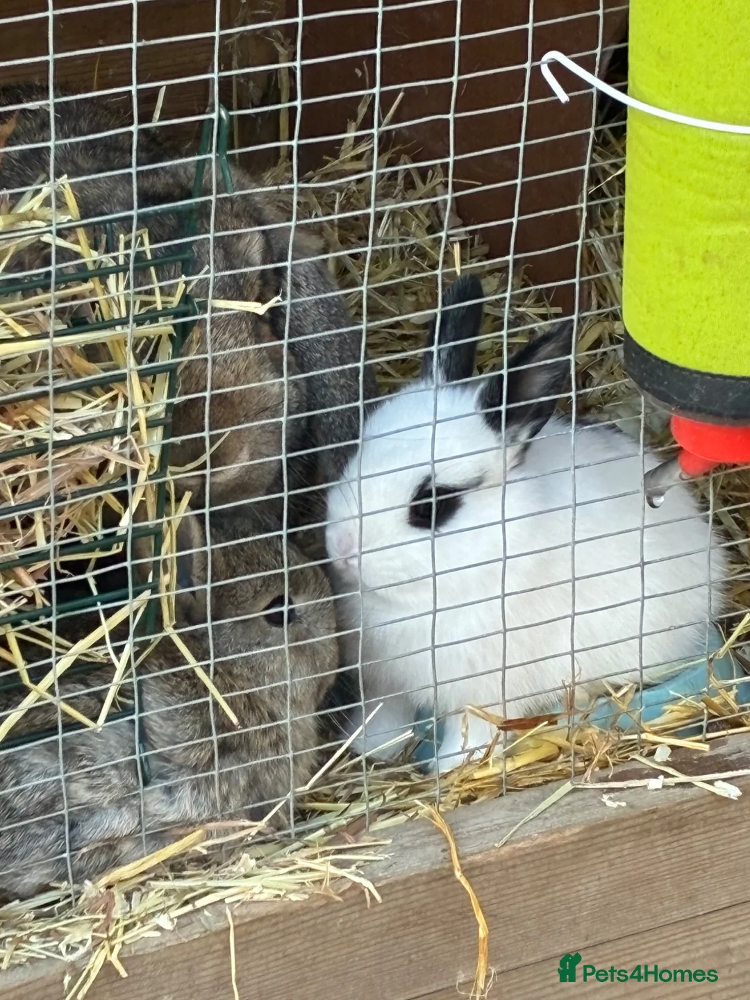 Mixed Breed rabbits for sale: Adorable Baby Rabbits for Sale – Ready Now! 🐰 - Advert 2