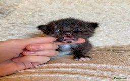 Ragdoll cats for sale: Ragdoll x kittens  - Image 1