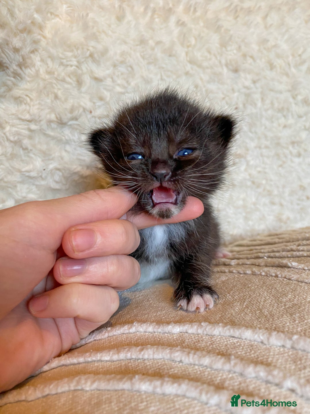 Ragdoll cats for sale: Ragdoll x kittens  - Image 1