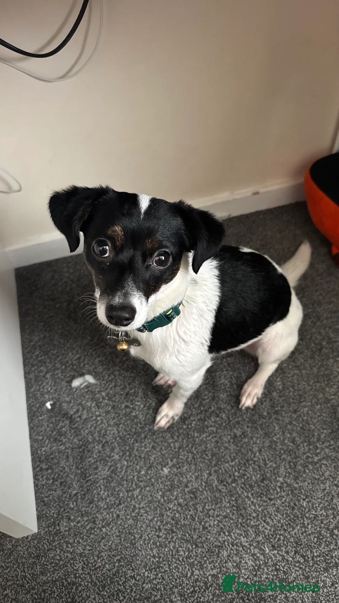 Jack Chi dogs for sale: Jack Chi Female 1 Yr Old - Spayed - Advert 2