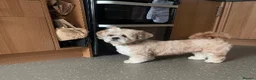 Lhasa Apso dogs for sale: Stormy  in London - Advert 3